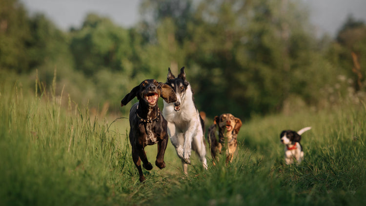 Der Onlineshop für die Gesundheit von Hund und Katze - Tierapotheke - AMFLEE® Combo und Spot-on Produkte: ApoVet